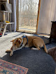 Pet boarding services Preppy Pet Worthington in Worthington in OH