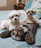 Pet boarding services Prestige Animal Clinic in Gilbert in Arizona
