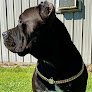 Pet boarding services Prestigious Cane Corso's Of La in Livonia in Louisiana
