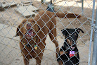 Pet boarding services Pretty Pets Canine Camp in Salina in Kansas