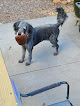Pet boarding services Pretty Pooch Dog Grooming in Heber in Arizona
