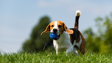 Pet boarding services Printed Paws in Heber Springs in Arkansas