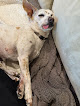 Pet boarding services Prytania Veterinary Hospital in New Orleans in Louisiana