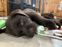 Pet boarding services Puddledock Pups in Charleston in Maine