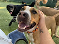 Pet boarding services Pupachinos Doggy Daycare & Boarding in Leavenworth in KS
