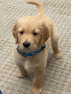 Pet boarding services Puppy Dreams Inc in Winter Garden in Florida
