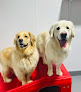 Pet boarding services Puppy Haven - Buckhead in Atlanta in GA