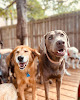 Pet boarding services Puppy Haven - Downtown Roswell in Roswell in GA