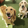 Pet boarding services Puppy Haven - East Roswell in Alpharetta in GA