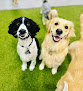 Pet boarding services Puppy Haven - Johns Creek in Johns Creek in GA