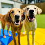 Pet boarding services Puppy Haven - Smyrna in Smyrna in Cobb