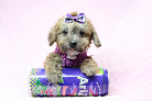 Pet boarding services Puppy Heaven - Teacup & Toy Puppies For Sale in Las Vegas in NV