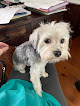 Pet boarding services Puppy Kutz Pet Grooming & Boarding in Gonzales in Louisiana