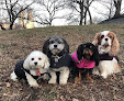 Pet boarding services Puppy Pals in Jackson Heights in Queens