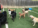 Pet boarding services Puppy Paws Hotel & Spa in Edmond in OK