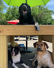 Pet boarding services Puppy Pitstop in Speedway in Indiana