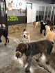 Pet boarding services Puppy Playground in Indianapolis in IN