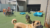 Pet boarding services Pups Paradise Doggy Daycare And Boarding Sylvania Ohio in Toledo in OH