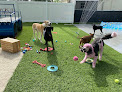 Pet boarding services Pupstreet Hotel & Spa in Brandon in Hillsborough