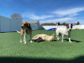 Pet boarding services Puptown in Medina in MN