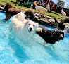 Pet boarding services Purr'n Pooch Pet Resort in Tinton Falls in Monmouth