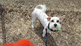 Pet boarding services R C Kennels in Junction City in Kansas