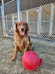 Pet boarding services R & R Pet Resort in Phoenix in Oregon