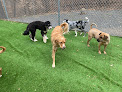 Pet boarding services Rdu Pet Resort in Raleigh in North Carolina
