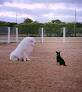 Pet boarding services Red Barn Pet Ranch in Bulverde in TX