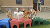 Pet boarding services Red Dog Pet Resort & Spa in Maineville in OH