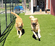 Pet boarding services Red Oak Country Kennels in Nashville in Nash