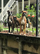 Pet boarding services Reed Boxers On Da Bayou in Port Barre in St. Landry