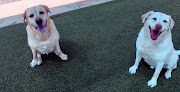 Pet boarding services Reisterstown Pet Resort & Spa in Reisterstown in Maryland