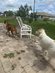 Pet boarding services Reliable Petboarding And Daycare For Dogs Cats Rabbits in Cape Coral in FL