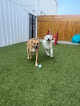 Pet boarding services Resort 4 Paws | Louisville & Indiana’s Premier Pet Facility in Clarksville in IN