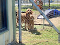 Pet boarding services Resort For Pets At Eagle Mountain Lake in Fort Worth in TX