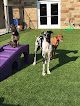 Pet boarding services Resort For Pets Haslet in Fort Worth in TX