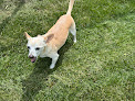 Pet boarding services Rfboarding in Abilene in Kansas