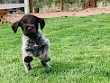 Pet boarding services Ridenhigh Gundogs in Redmond in Oregon