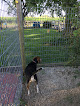 Pet boarding services Ritzy Rascals Pet Resort, Llc in Carbondale in KS