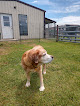 Pet boarding services River Valley Kennel Resort in Mansfield in Arkansas