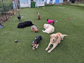 Pet boarding services Riverbend Dog Daycare in Berlin in VT