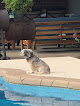 Pet boarding services Robbies Boarding & Grooming in Abilene in Taylor