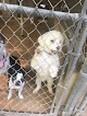 Pet boarding services Rockdale Kennels in Conyers in Rockdale