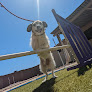 Pet boarding services Rockin' Paws, Llc in Phoenix in Phoenix, AZ