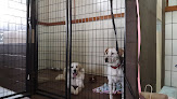 Pet boarding services Rockwell Kennels Pet Boarding in Sorento in Bond