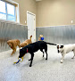 Pet boarding services Rocky Acres Kennels in Deer River in MN