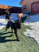 Pet boarding services Rocky Mountain K9 | Dogvboarding, Day Care, Training, & Grooming in Park City in Utah