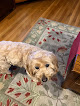 Pet boarding services Rolling Acres Retrievers & Pet Boarding in Miltona in MN