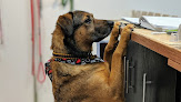 Pet boarding services Rolloveru in Manhattan in Kansas